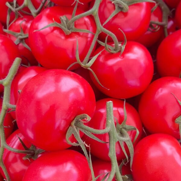 Tomaten